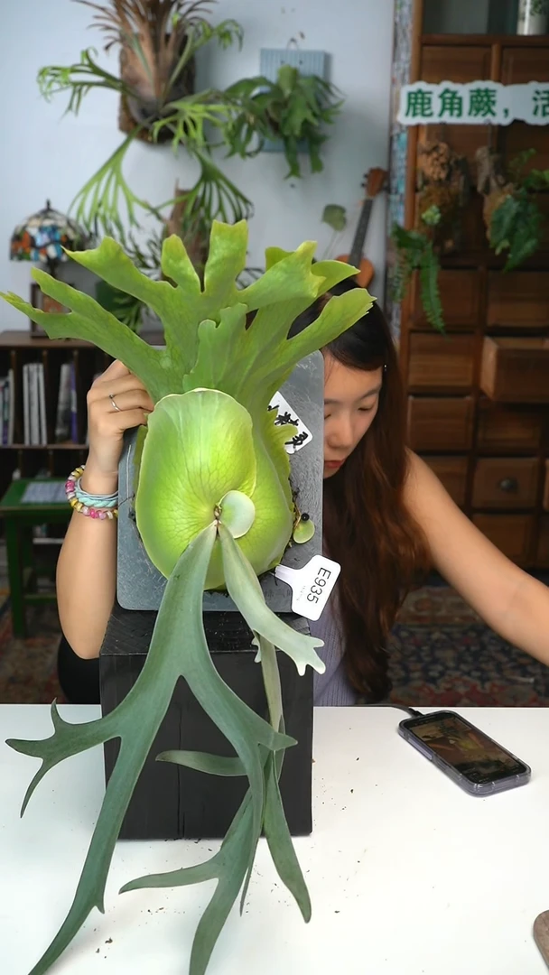 不开花植物E935-小精灵短手爪哇