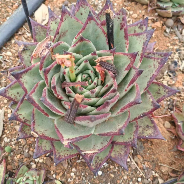 精品乌木 新手必拍 好看好养 精品多肉植物 云南发货