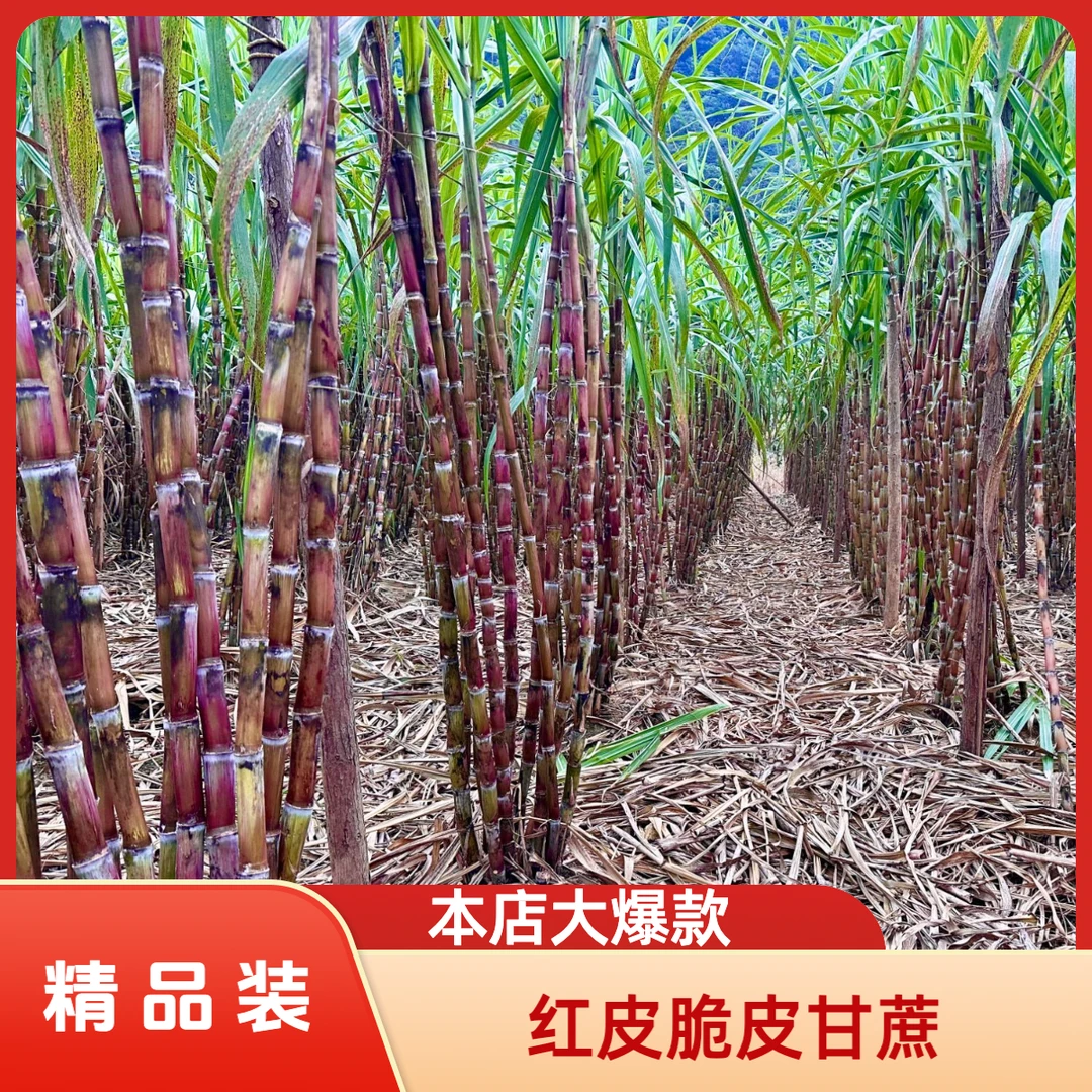 云南红皮脆皮甘蔗清甜可口精品装