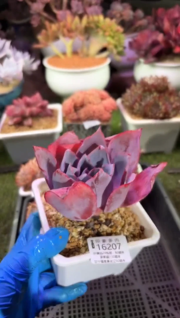 【闪购商品】16207