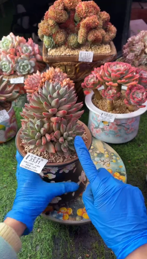 昆明印象多肉3531