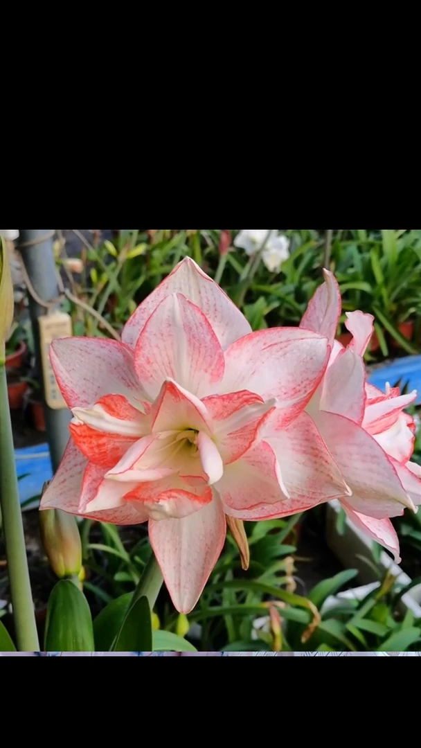 朱顶红桃花劫5厘米