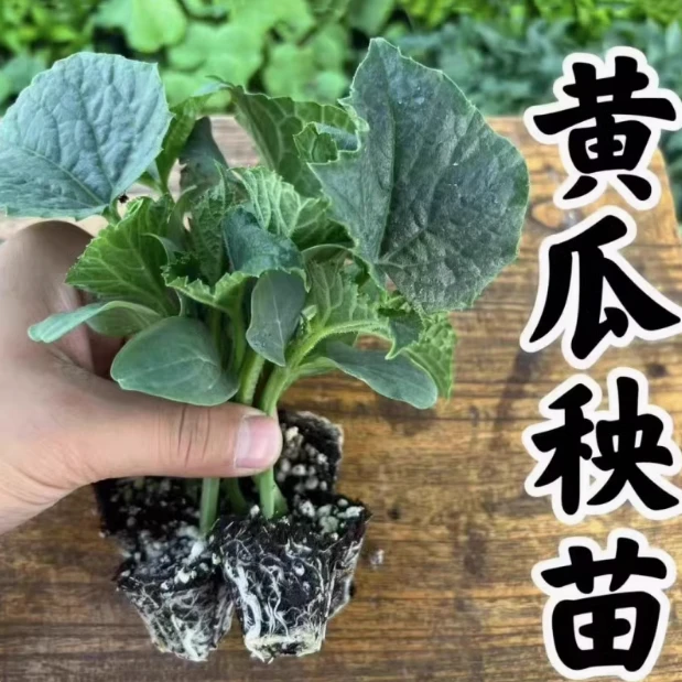 黄瓜苗秧苗水果黄瓜苗旱青瓜苗高产密刺青瓜四季阳台盆栽菜苗种子