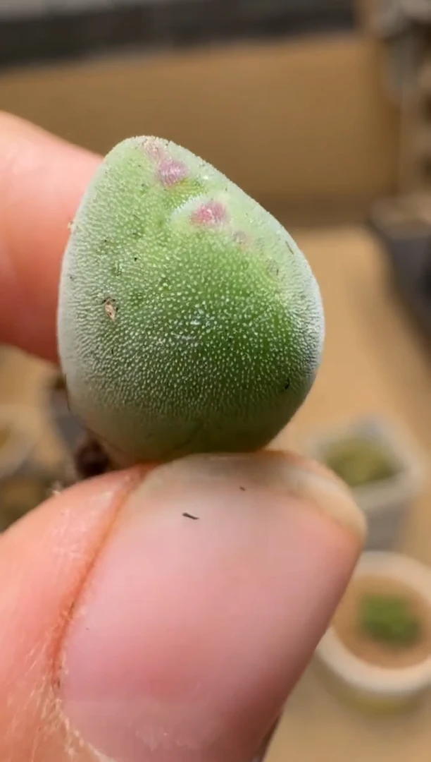 【闪购商品】1/21-372