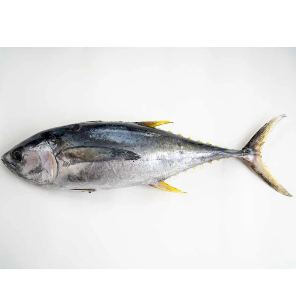 【新鲜上岸顺丰包邮】南海深海垂钓黄鳍金枪鱼（5.5-9斤） 码头直发