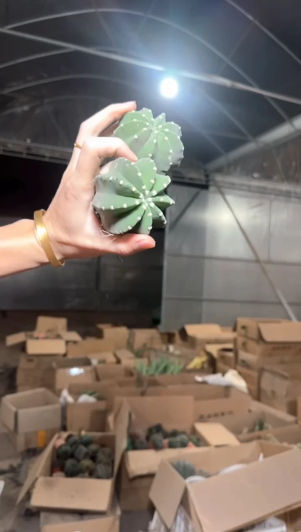 5颗 实生根 短毛丸 4-6cm