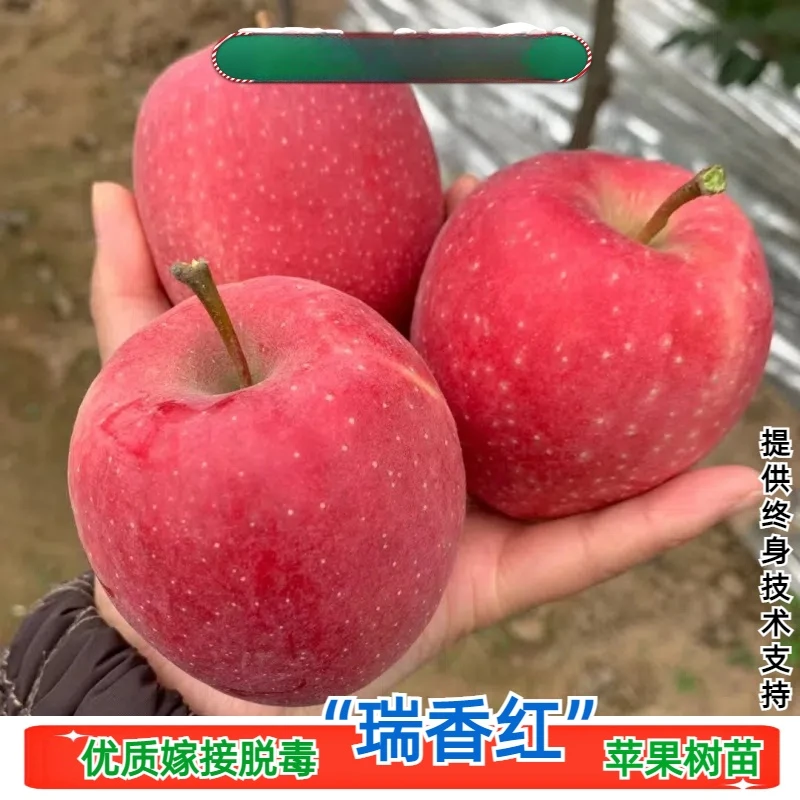 瑞香红苹果树苗嫁接全红无果锈晚熟苹果南北方种植【3年苗买一送一