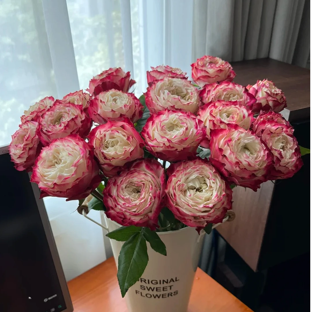 【云南鲜花】苹果杰克单头玫瑰高品质云南鲜花基地直发家用插瓶鲜花