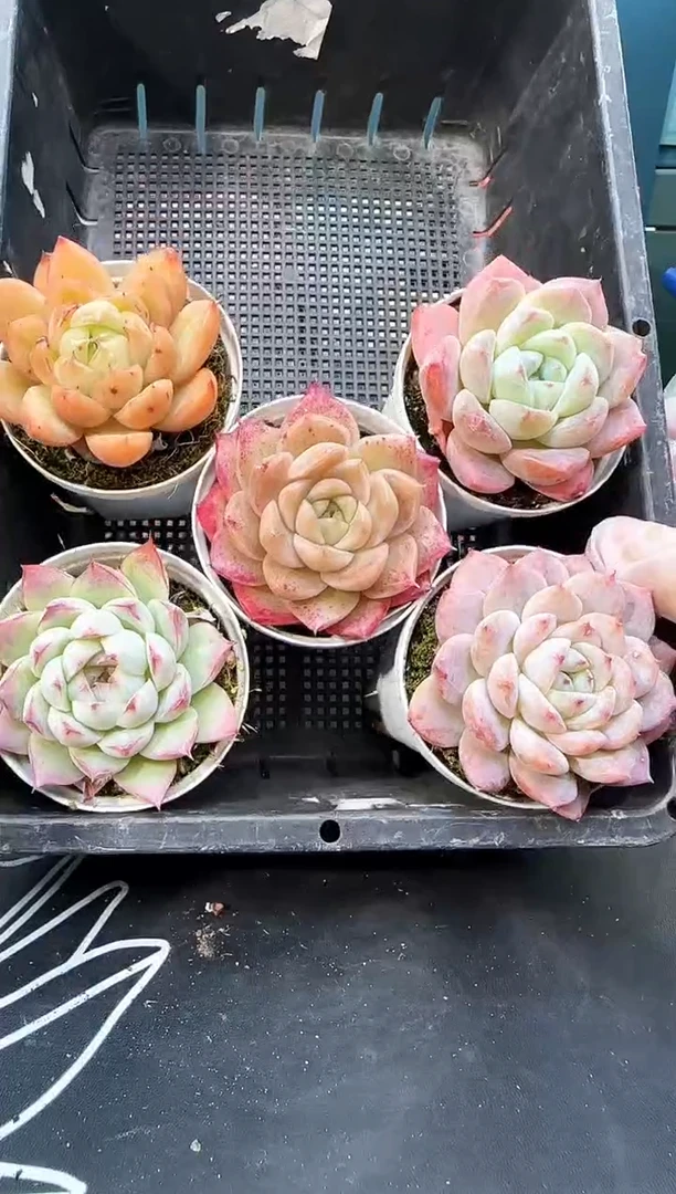 3 019   多肉 5  颗