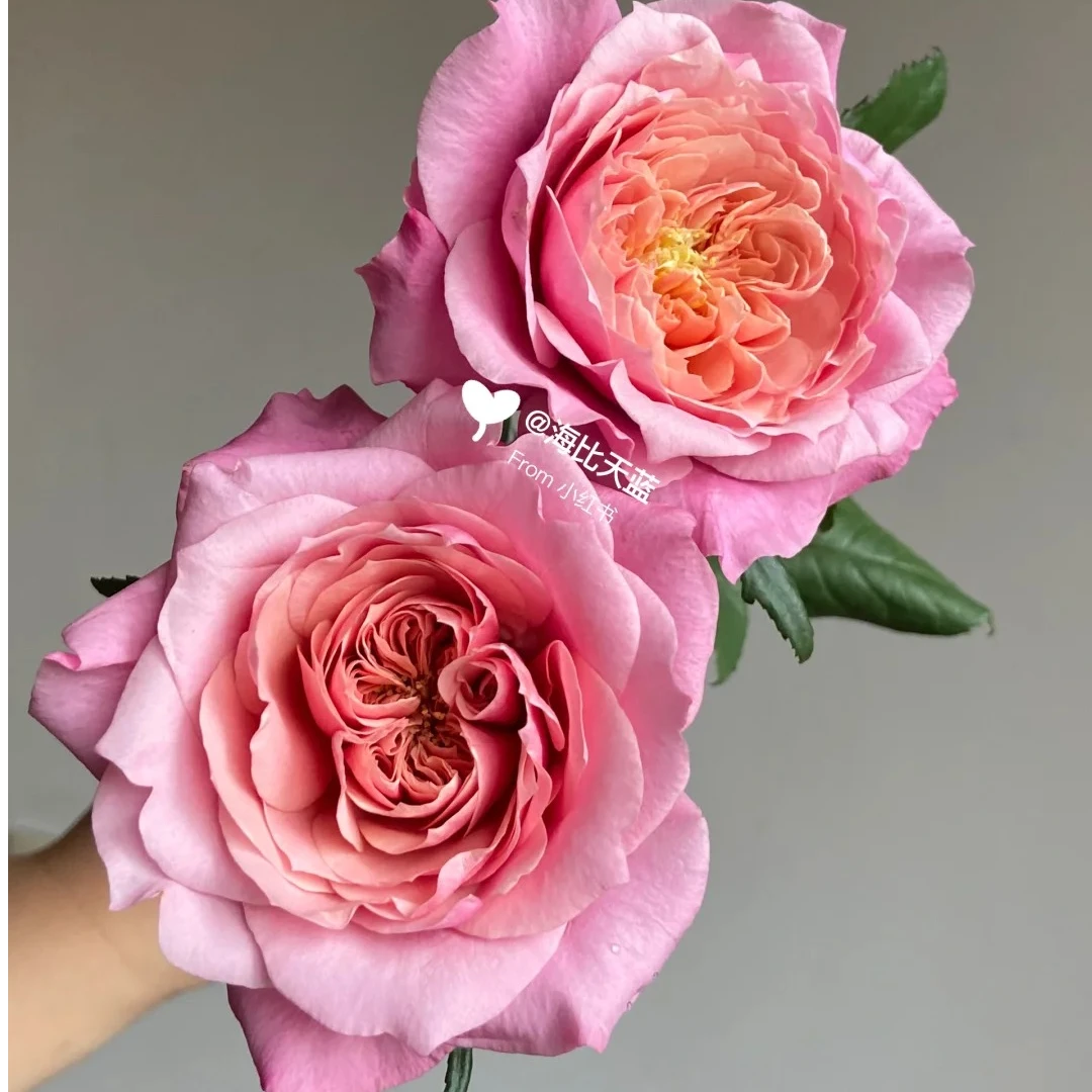 雅致皇后【星辰花园 】 0.7加仑/2升盆扦插月季 修剪养护开花