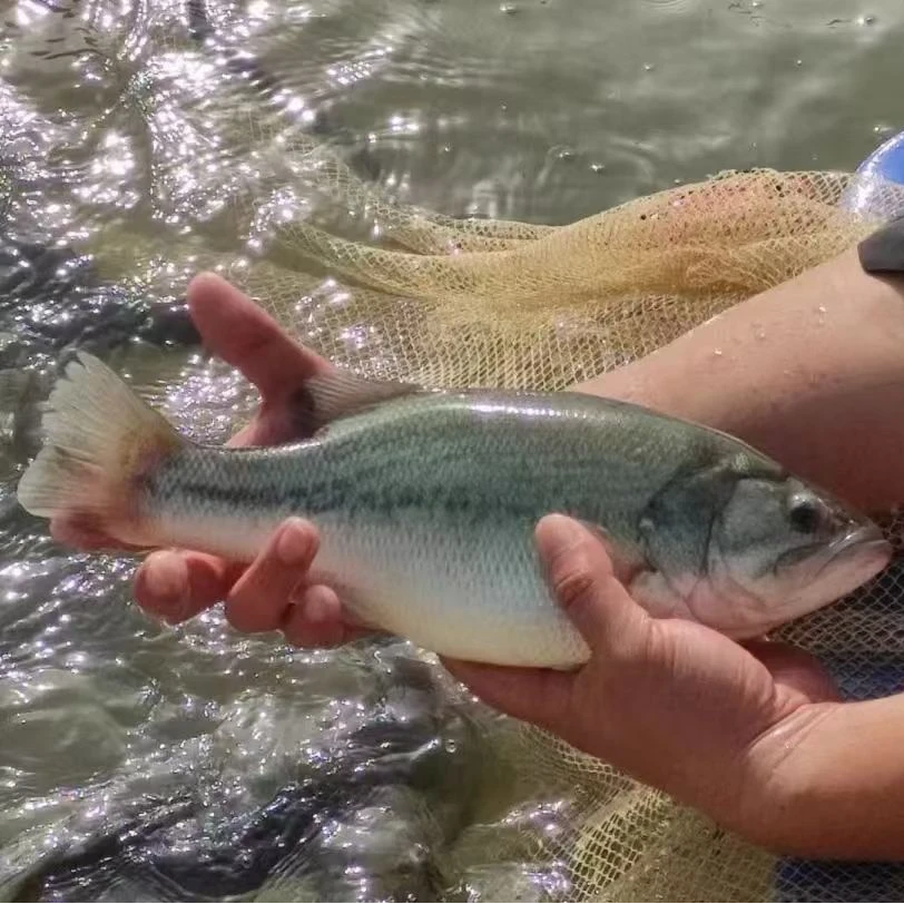 加州鲈鱼苗 加州鲈鱼苗 大黑鲈鱼 淡水鲈鱼苗 水族活体宠物观赏鱼