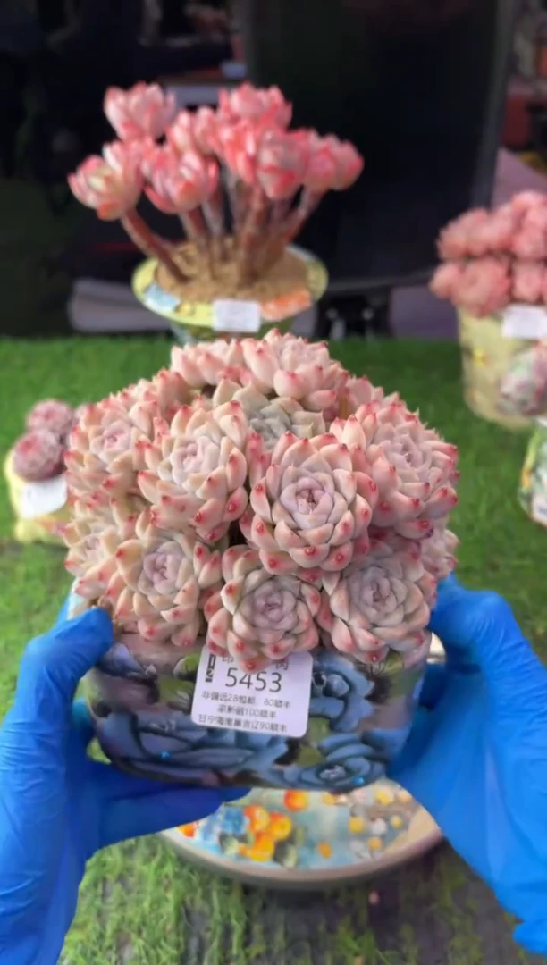 昆明印象多肉5453