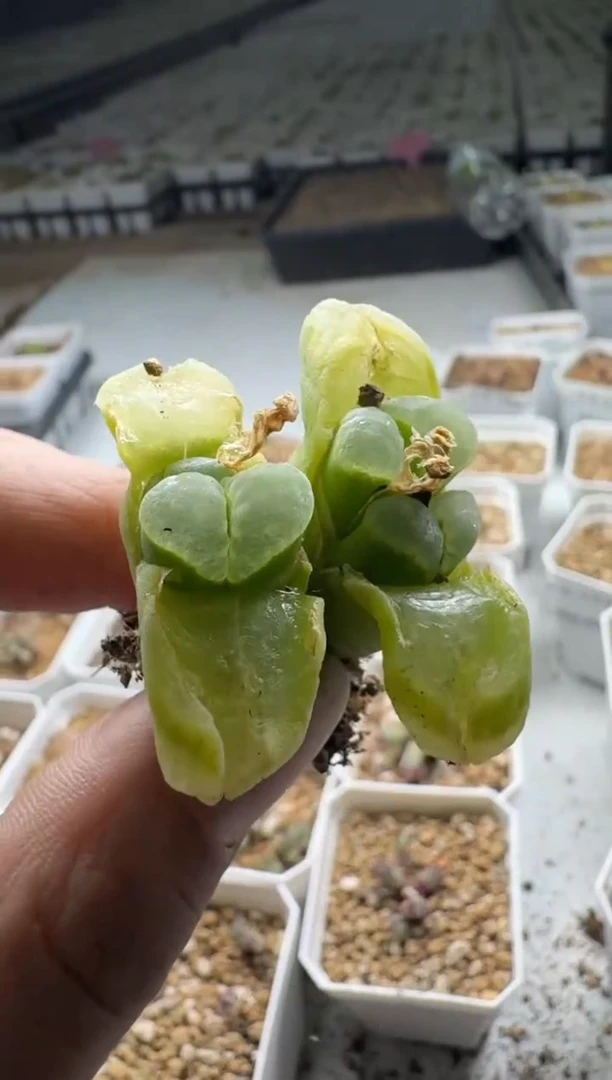【闪购商品】5-212