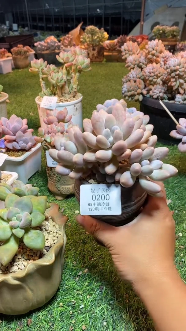 0200（满28包邮发货）