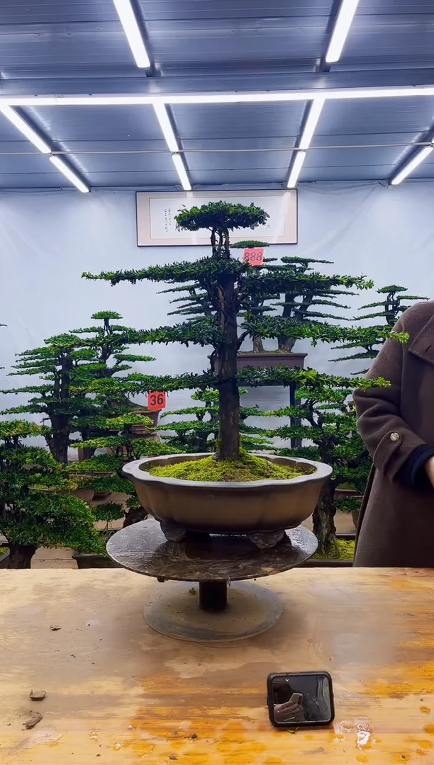 无花朵一物一拍，所见即所得