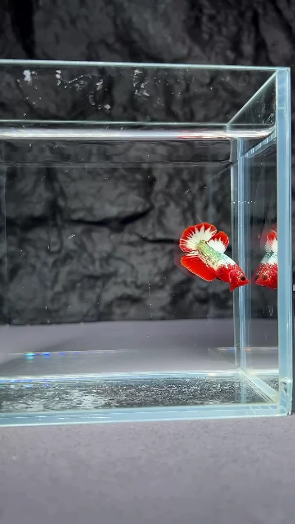 斗鱼竞拍链接A115