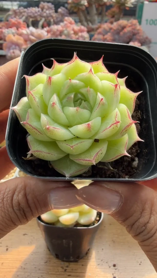 东云多肉园二店-259