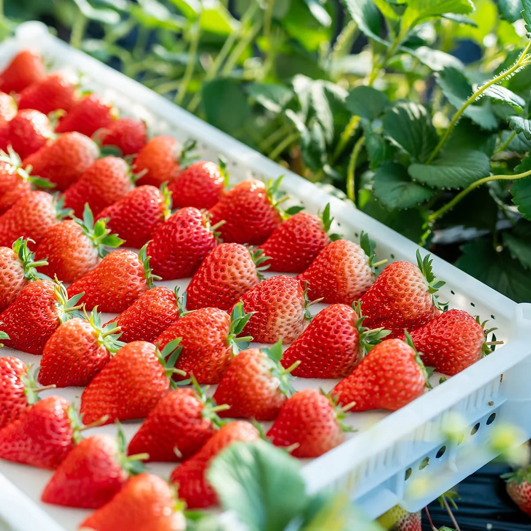【顺丰次日达】真丹东草莓丹东99草莓水果汁水充足香甜爽口新鲜