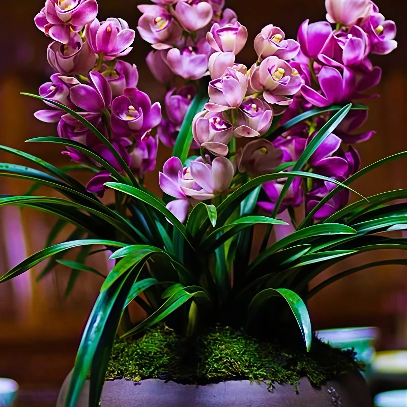 【红酒之恋】兰花苗大花蕙兰浓香室内绿植花卉盆栽建兰春兰易养护