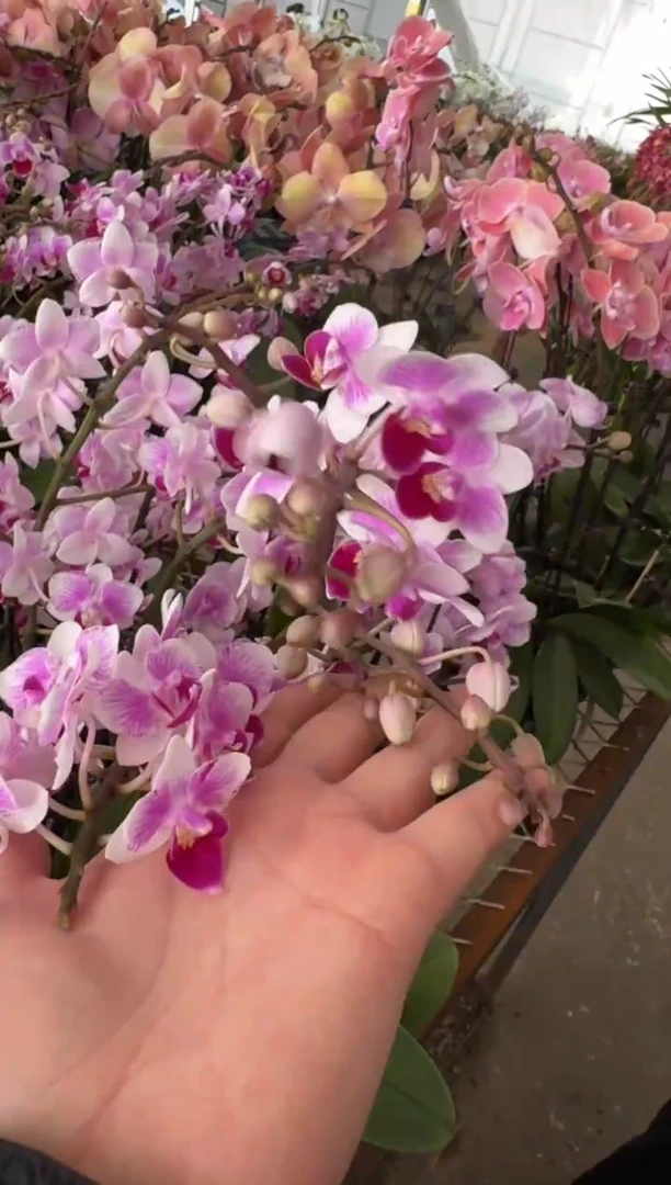 完全开放蝴蝶兰小彩虹