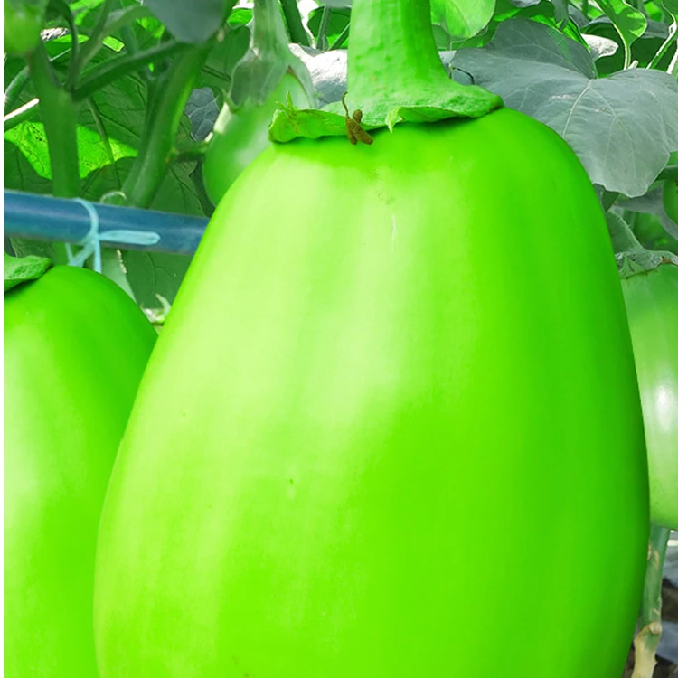 【满5包包邮】绿圆茄子种籽种子苗绿茄子青圆茄青皮四季秧苗绿茄蔬