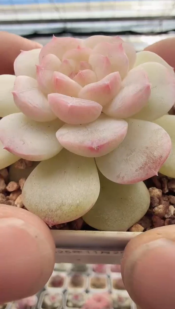 东云多肉园新款-37