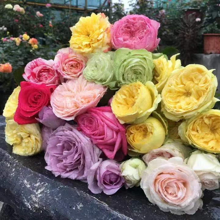 万紫花卉一物一拍