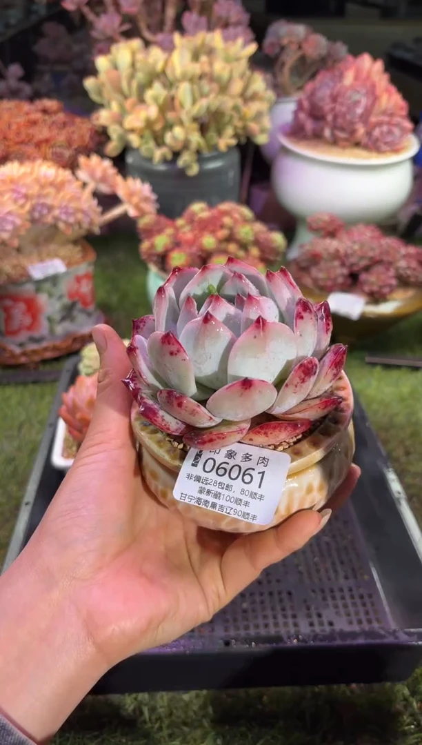 【闪购商品】06061脱土带盆