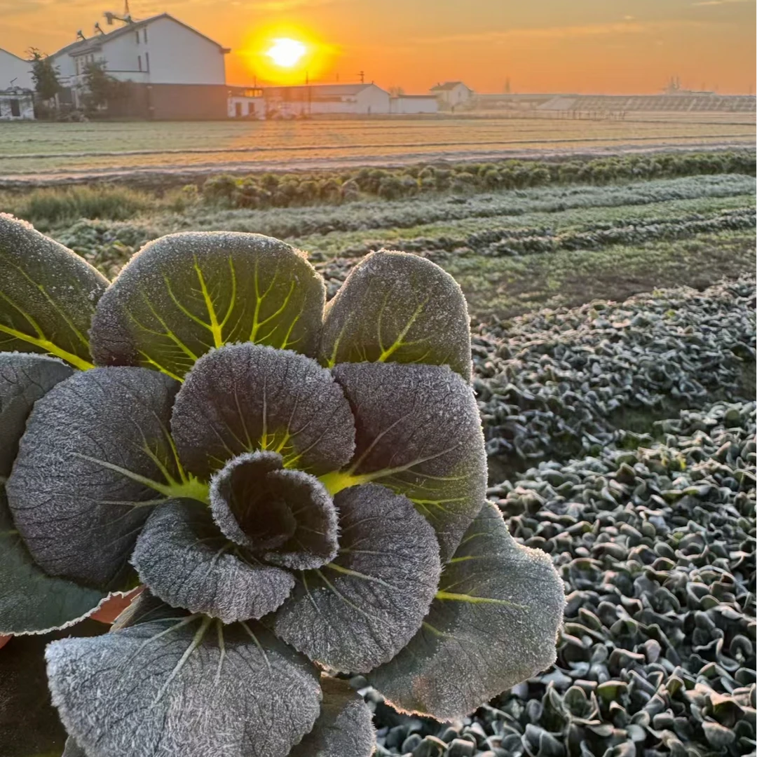 【顺丰包邮】苏北 小杨农家露天现采现摘的青菜