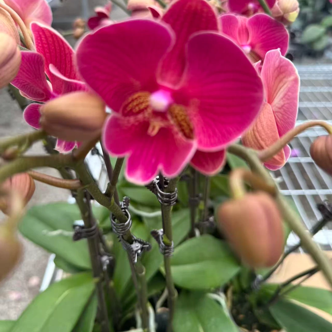 兰屿LYSLAND【花木兰】蝴蝶兰鲜花盆栽春