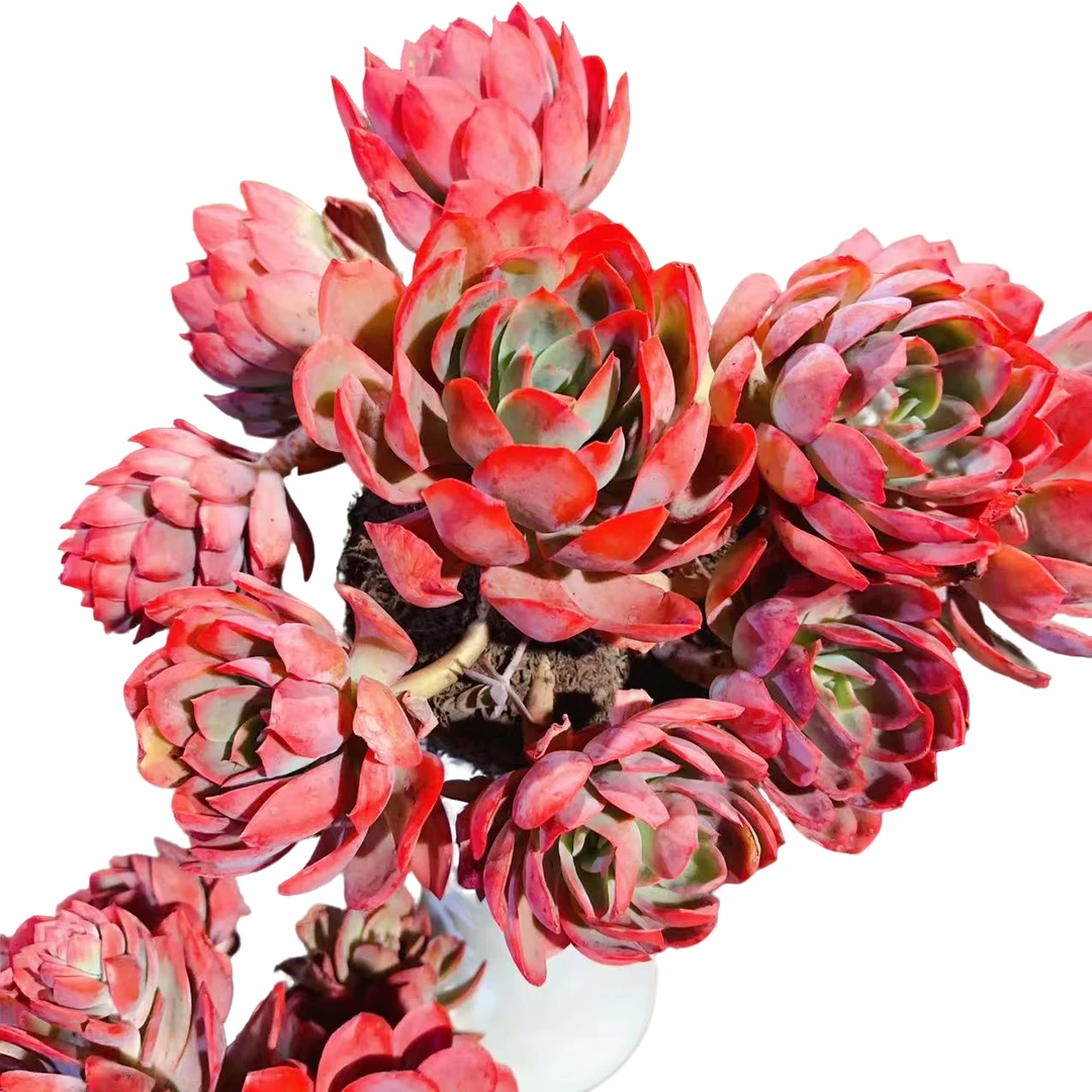 精品多肉  大绮罗