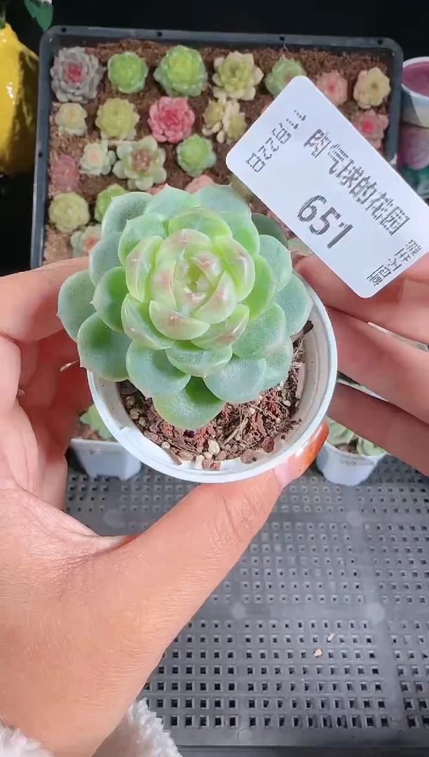 1122-651冰心13群生不包整