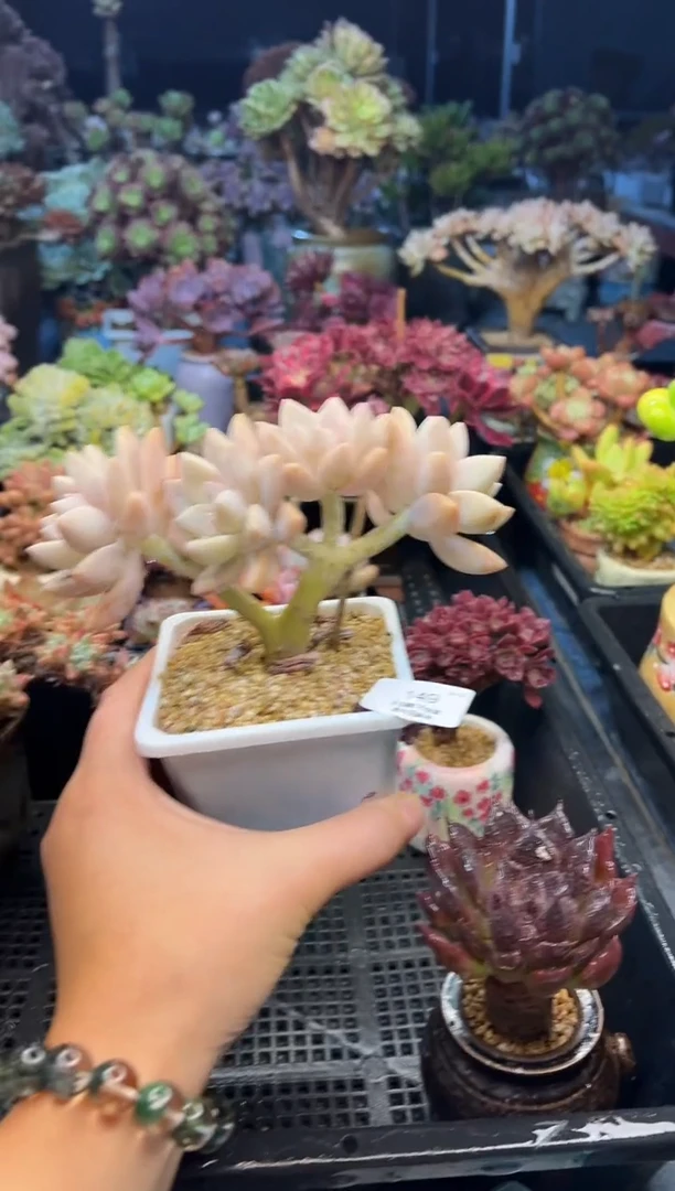 王*睛149          不带盆