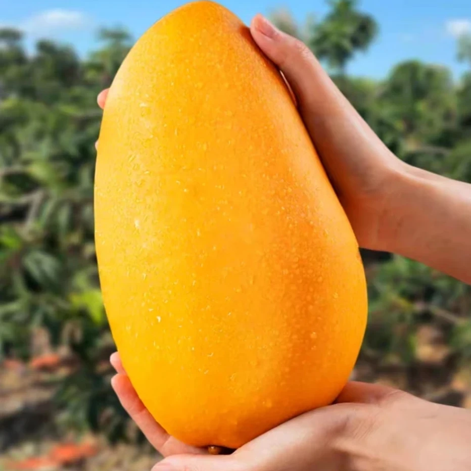 【新疆包邮】正宗产地金煌芒果核薄肉厚爆甜多汁新鲜应季水果