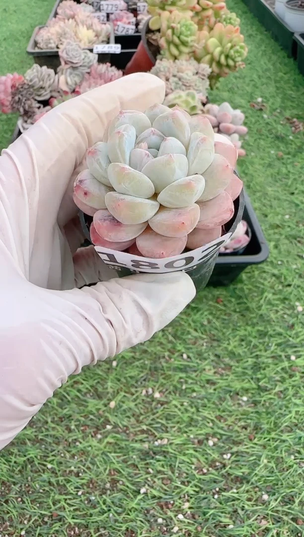 【闪购商品】信福多肉一物一拍