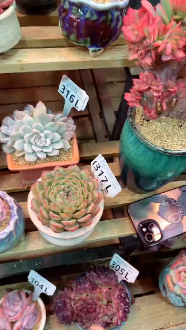 317L（一物一拍，精品多肉，所见即所得 ）