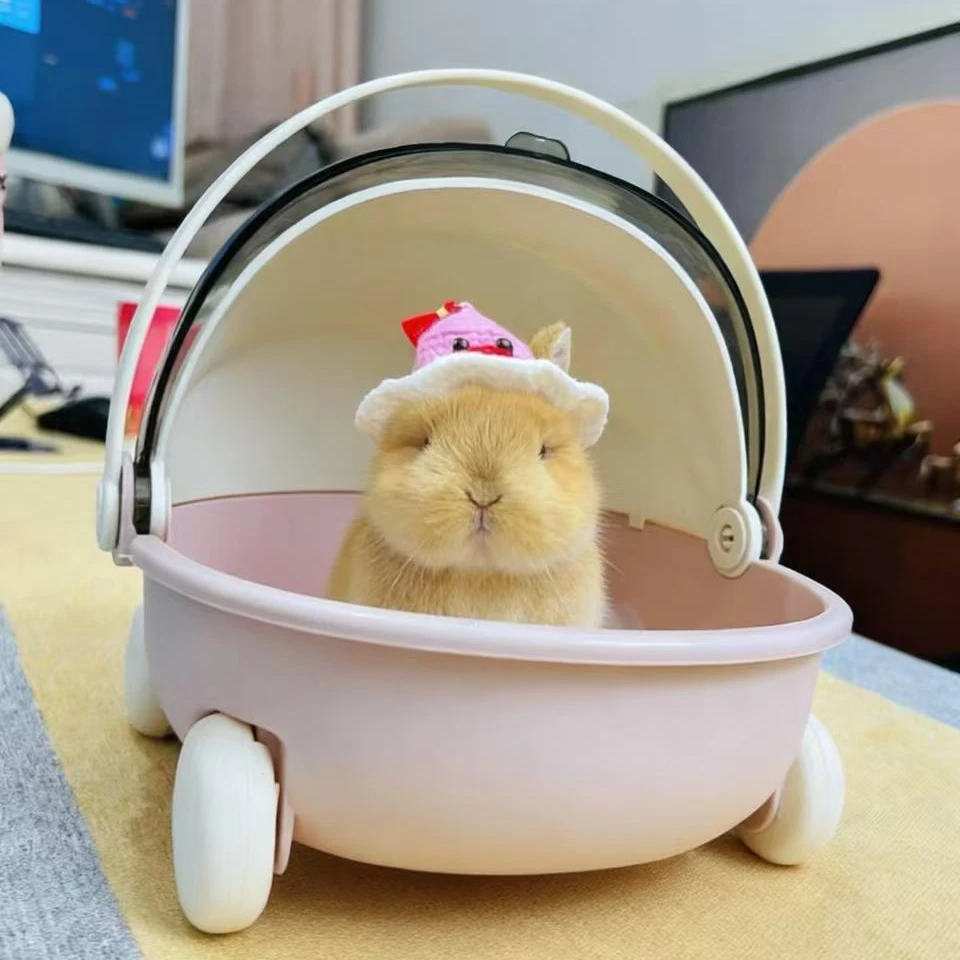 送时装兔侏儒兔活体宠物长不大亲人粘人不咬人适合家庭饲养