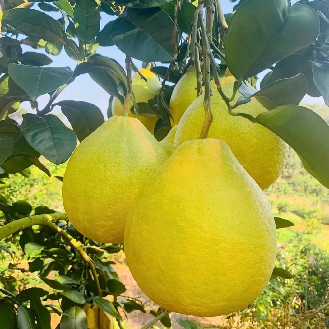 【阳朔兴坪沙田柚】正宗纯甜新鲜白心兴坪当季水果