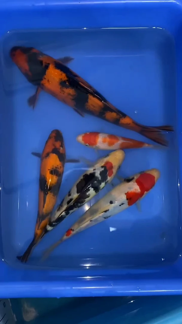 锦鲤盆拍五尾顺丰到付不包邮