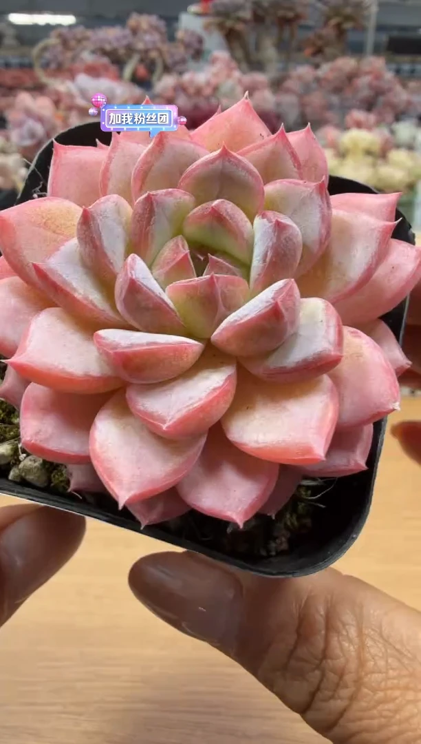 东云多肉园二店-03