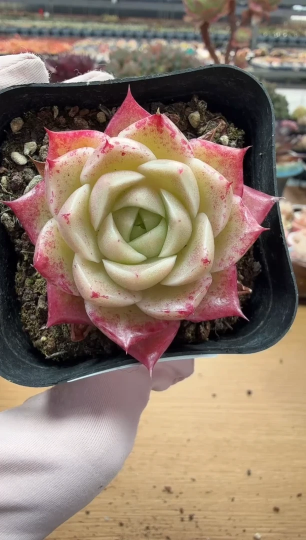 东云多肉园二店-85