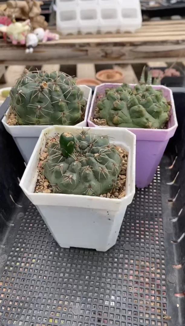 0474直播一物一拍