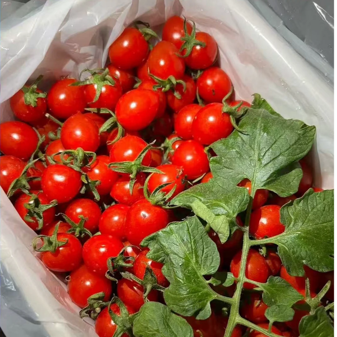 【超甜爆汁】正宗釜山88玲珑圣女果薄皮樱桃千禧小番茄礼盒装净重2斤水果顺丰包邮新鲜山东省