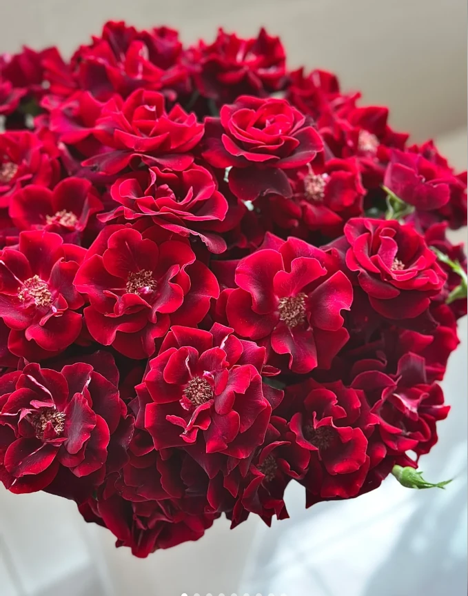 【玫瑰】墨菲 拍下三单及以上顺丰空运包邮10支装%20不售后