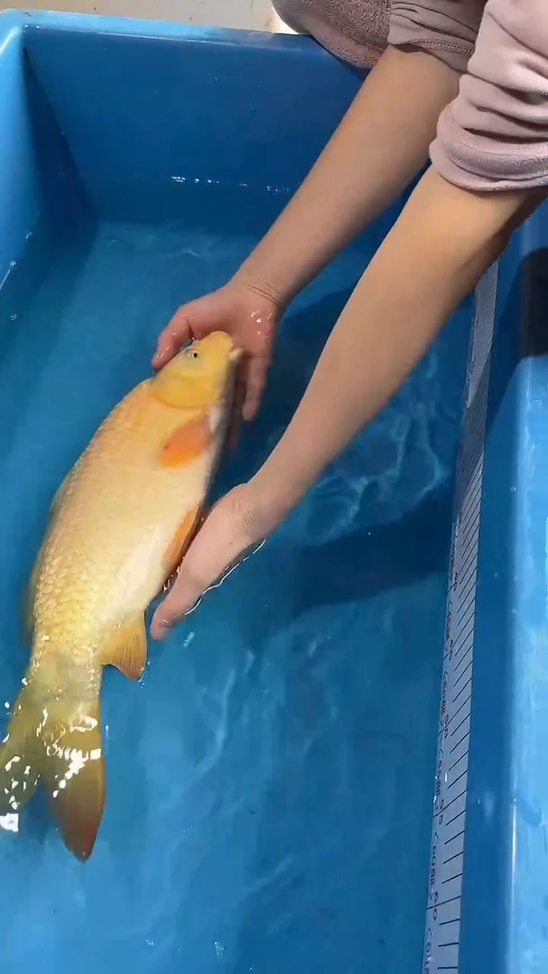 锦鲤锦鲤太饱芥子锦鲤35cm-45cm不包公母 不包邮到付 包损