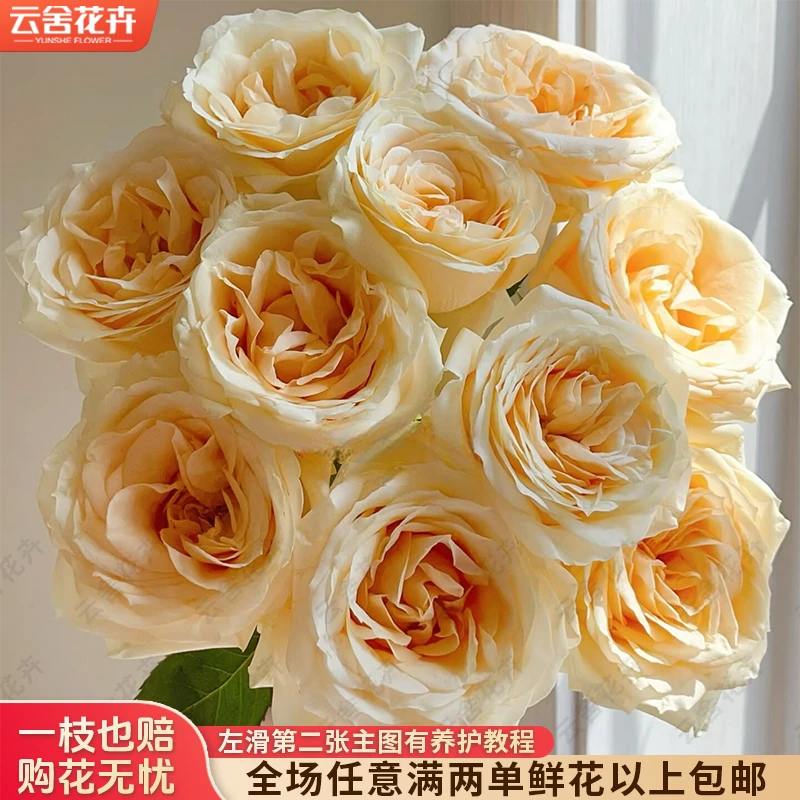【云舍花卉】【方德荷冠】【蜜桃雪山】单头玫瑰【不保水】任意两单包邮