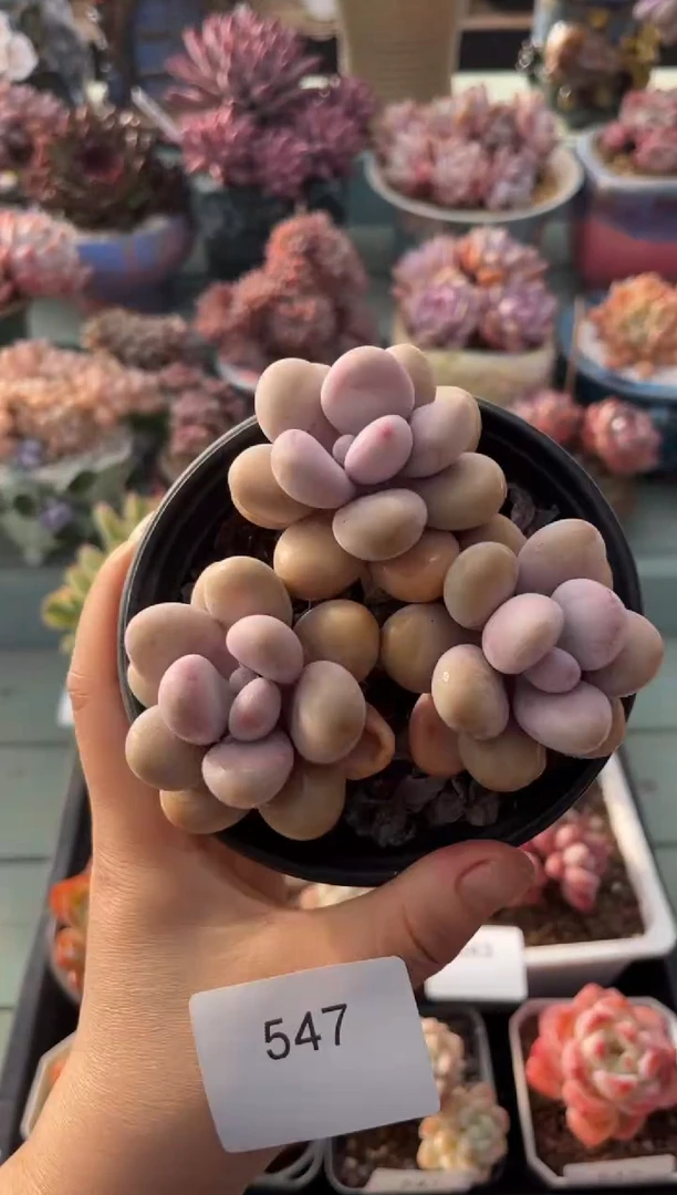 547三头桃蛋多肉