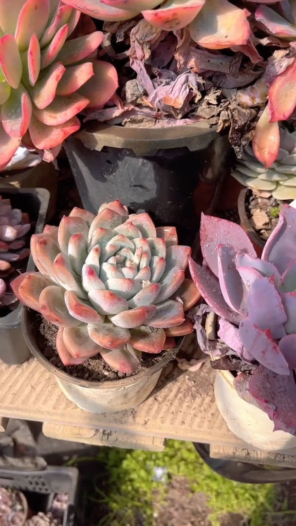 用****0跃跃精品多肉01120