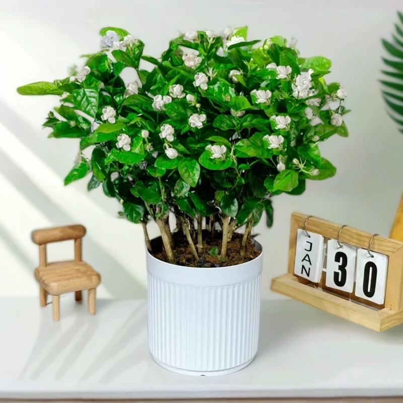 【带花苞】重瓣香水茉莉盆栽地栽喜阳喜水花卉绿植基地直发