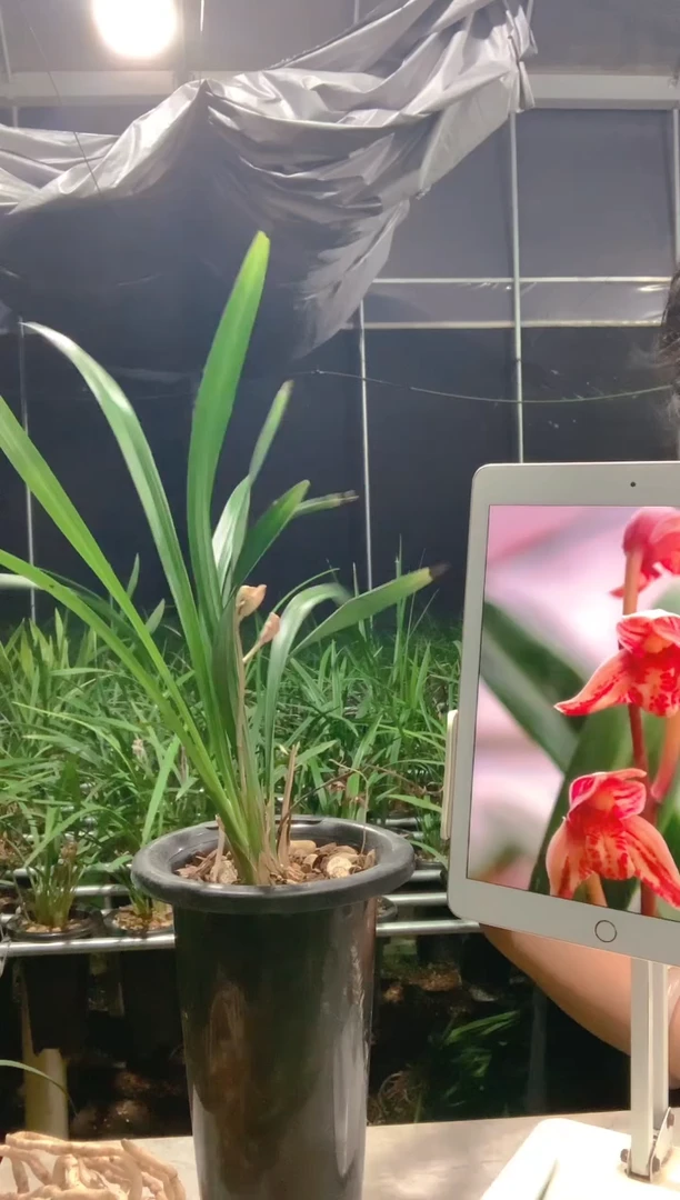 大部分开放少量花苞温**子举国欢庆